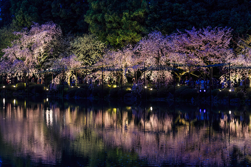 平安神宮・紅しだれコンサート_f0155048_22351528.jpg