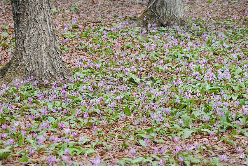 a0001354_23152617.gif