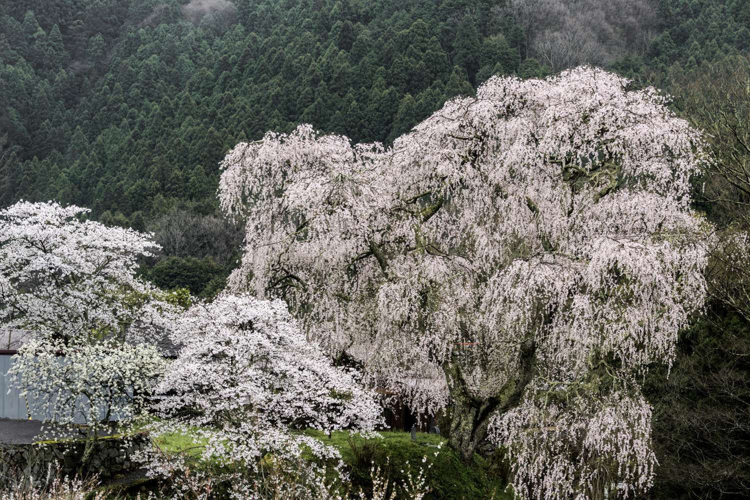 毎年訪れる桜 Ⅴ　　　奈良県山添村　　　　_d0286954_06341436.jpg