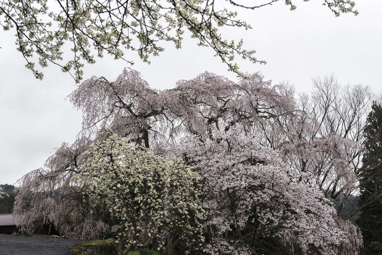 毎年訪れる桜 Ⅴ　　　奈良県山添村　　　　_d0286954_06342957.jpg