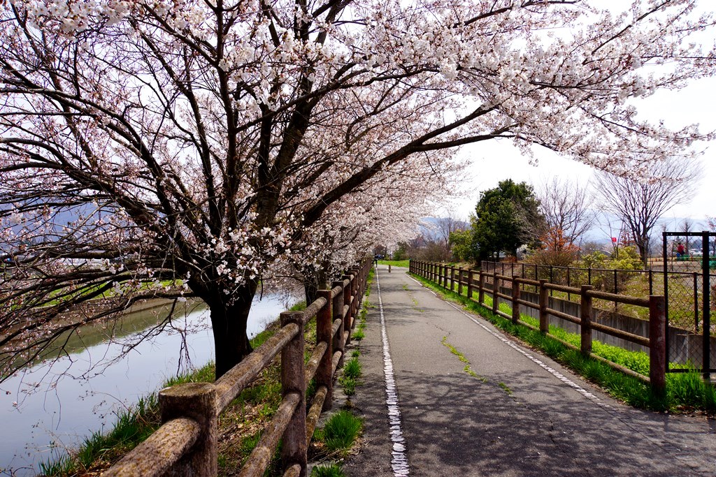 weir & cherry blossoms(長野県安曇野市　拾ヶ堰の桜）_e0223456_9313165.jpg