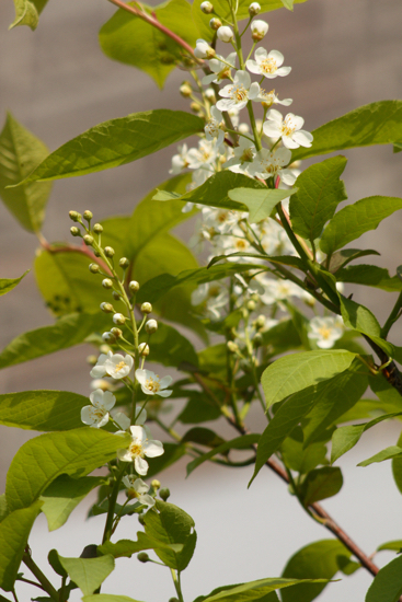 ベイリーズセレクトの花が咲きました♪_f0052869_0394464.jpg