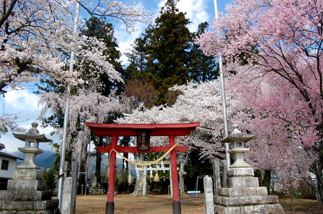 桜_d0172270_11515047.jpg