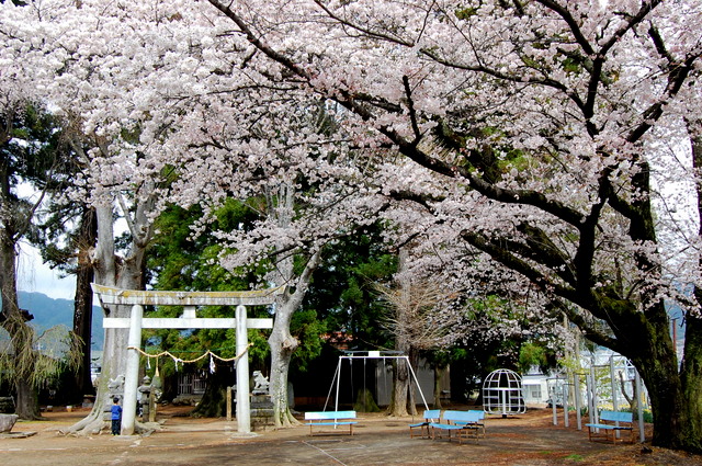 桜_d0172270_11523925.jpg