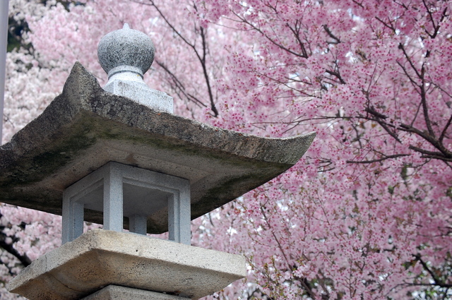 桜_d0172270_11545136.jpg