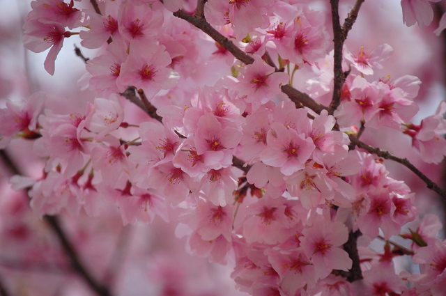 桜_d0172270_11571172.jpg