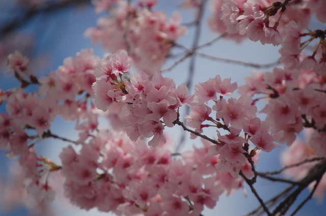 桜_d0172270_11571693.jpg