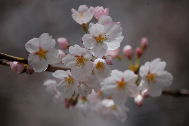桜_d0172270_11573735.jpg