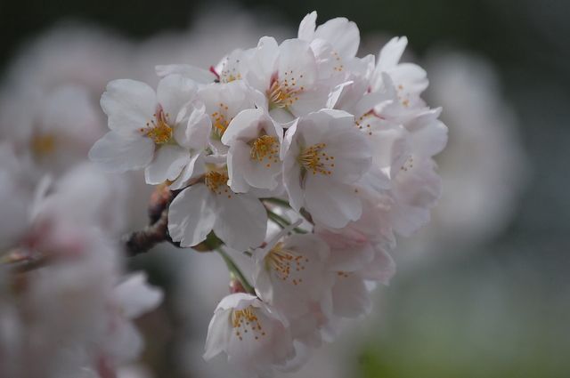桜_d0172270_11574244.jpg