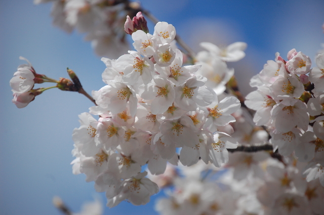 桜_d0172270_11574873.jpg