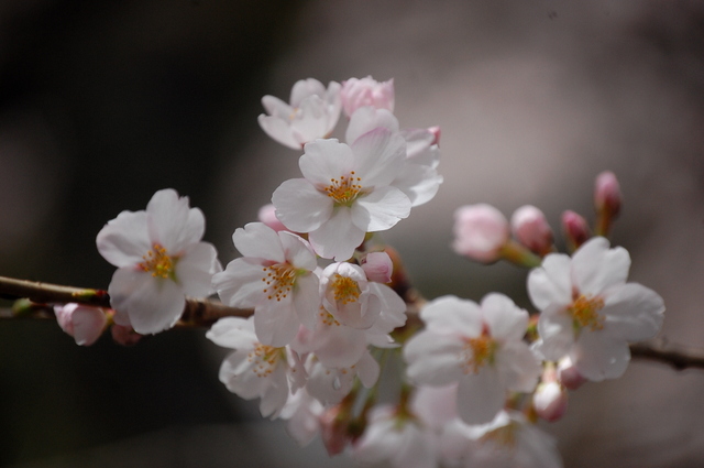 桜_d0172270_11584723.jpg