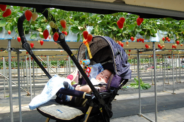 桜_d0172270_1233187.jpg