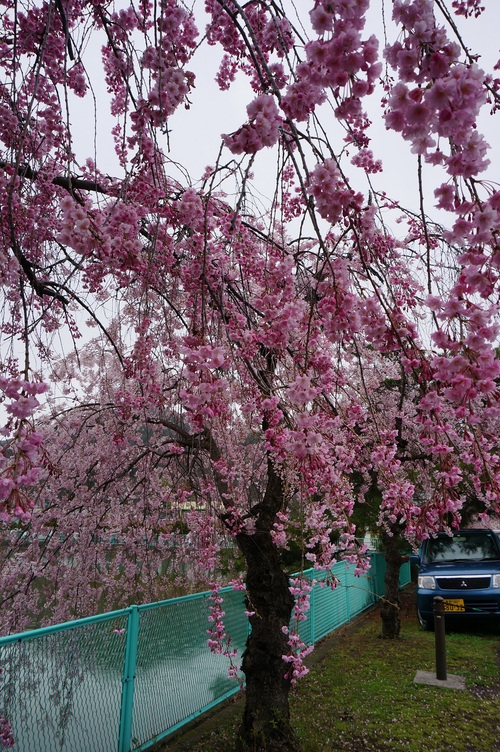 善光寺御開帳　ありがたやぁ~_a0195071_21194554.jpg