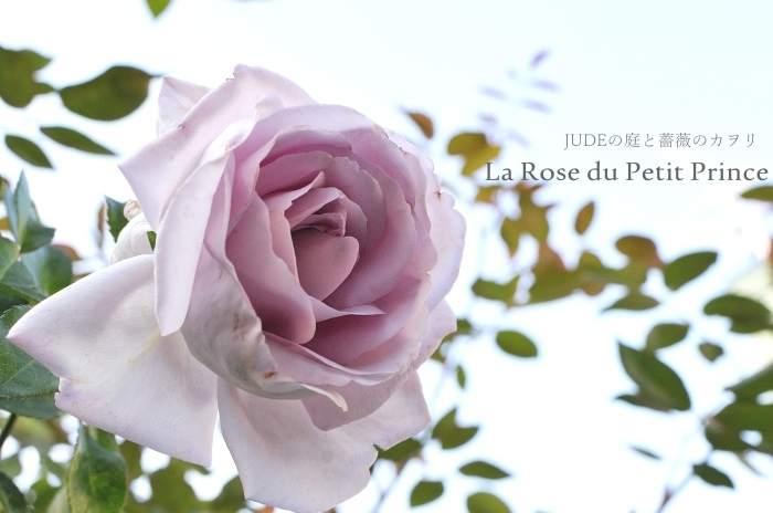 星の王子様の薔薇 judeの庭と薔薇のカヲリ 星の王子様の薔薇 judeの庭と薔薇のカヲリ