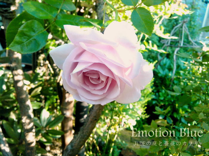 まだ起きたくなかったのに…⭐︎星の王子様の薔薇より❤️✨♪ あきら on X: 