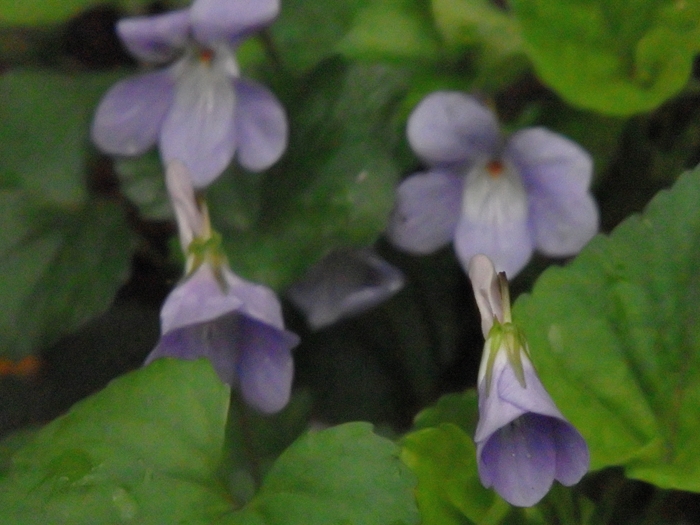 泉の森・ふれあいの森　　２/２_d0031171_7555125.jpg