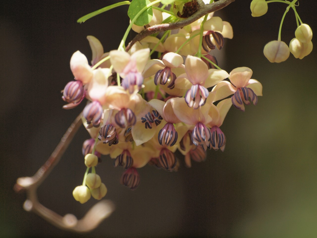 『今年もAKBの花の季節になりましたね～(*´∀｀*)』_d0054276_2047227.jpg