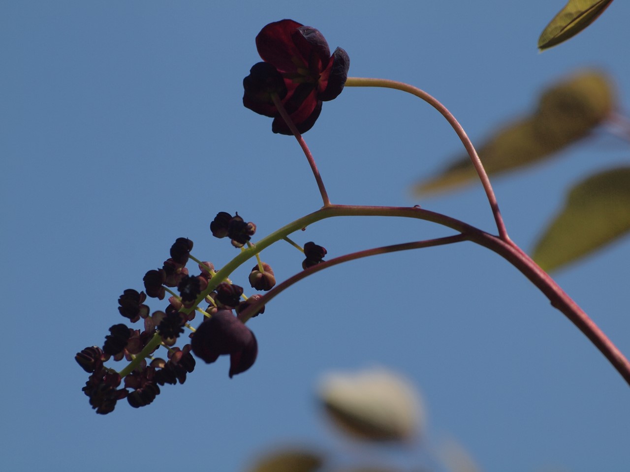 『今年もAKBの花の季節になりましたね～(*´∀｀*)』_d0054276_2048164.jpg