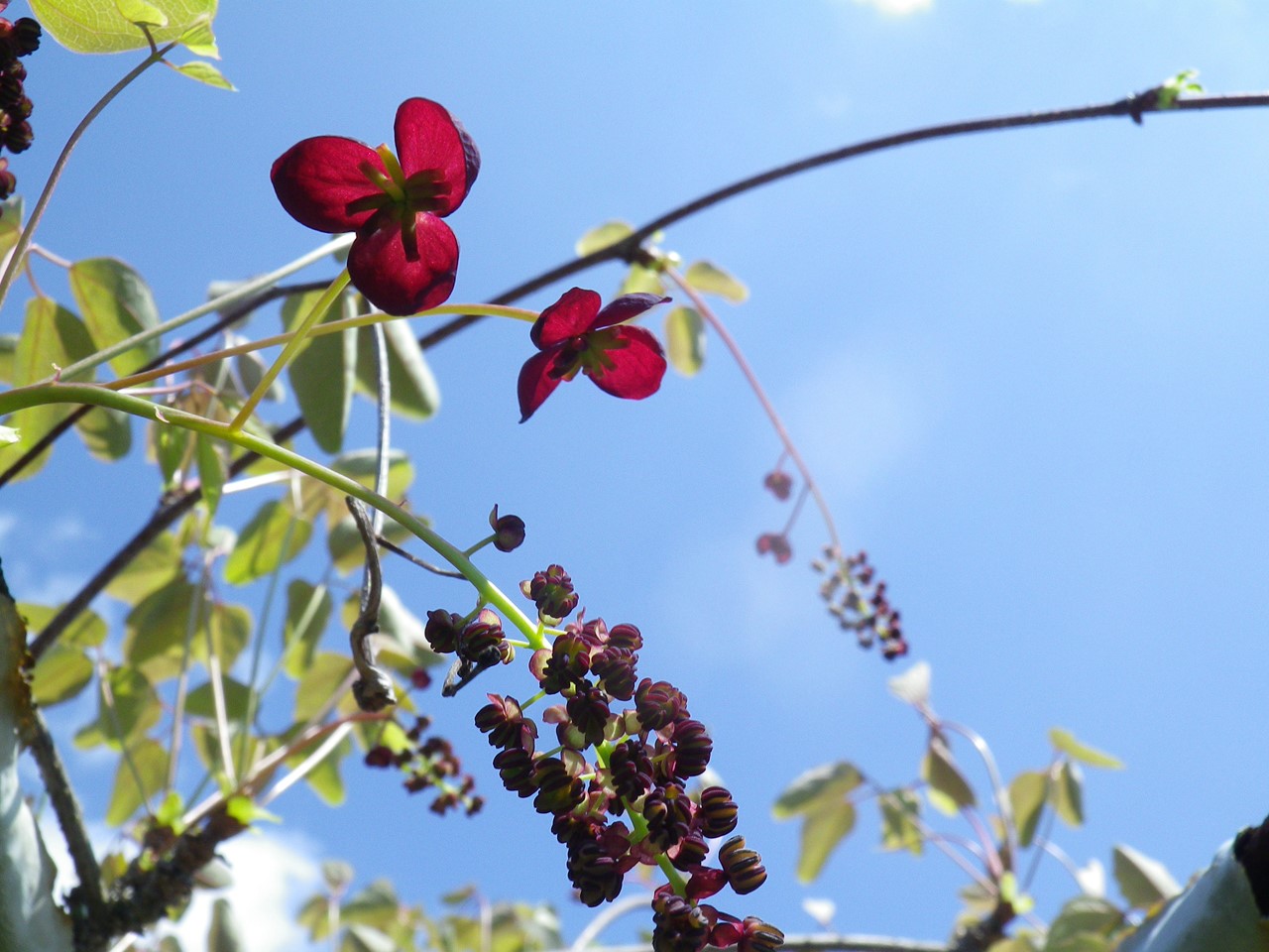 『今年もAKBの花の季節になりましたね～(*´∀｀*)』_d0054276_20482913.jpg