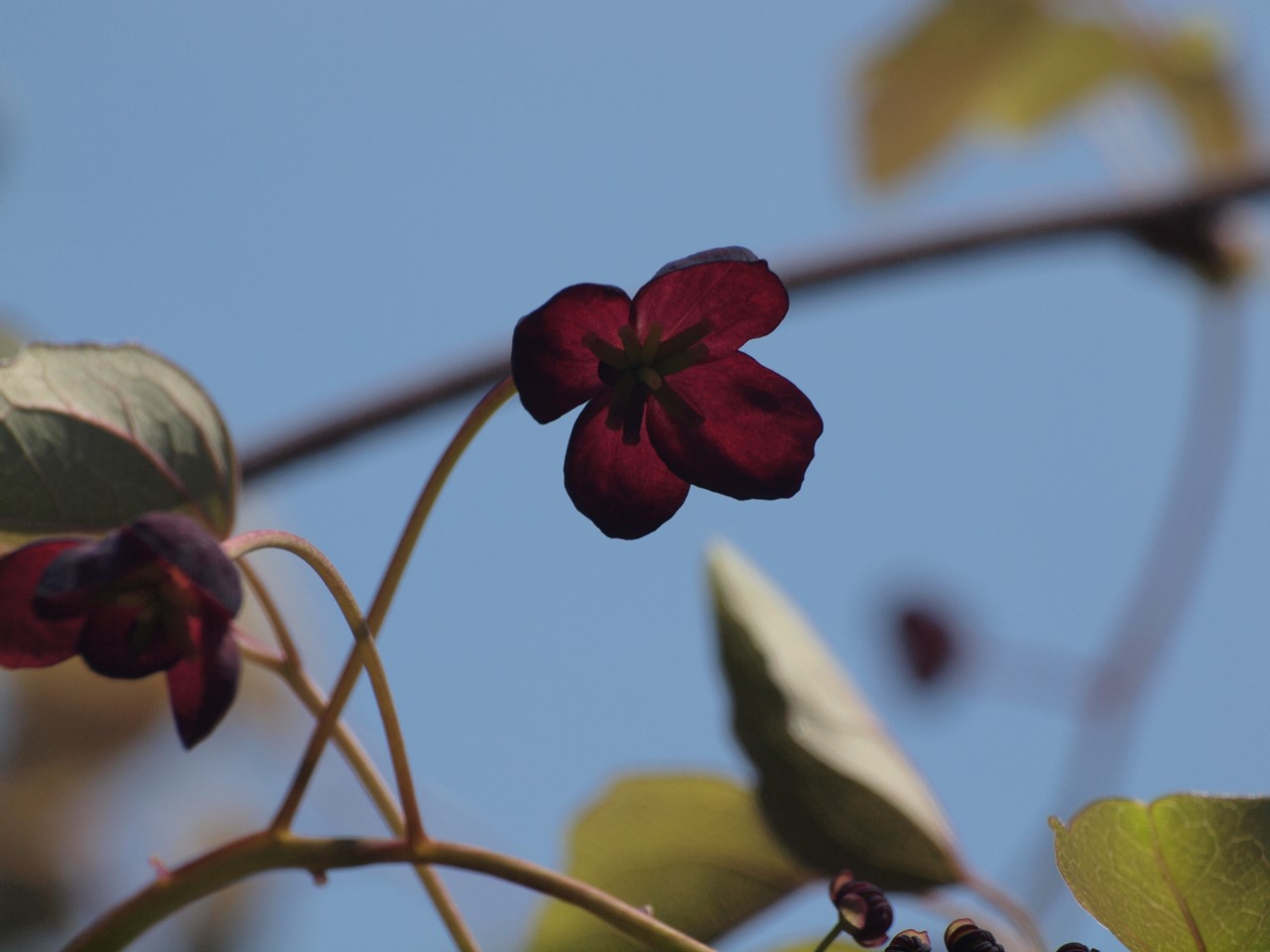 『今年もAKBの花の季節になりましたね～(*´∀｀*)』_d0054276_20485187.jpg