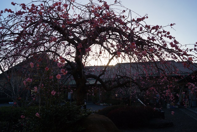 藤田八束の天草の旅：天草市牛深町「やすらぎ荘」春の訪れ・・・梅とかわず桜の美しさ、地方創生と牛深_d0181492_210398.jpg