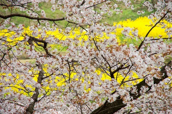 秘境の桜　川内ジラカンス桜_e0176993_06461574.jpg