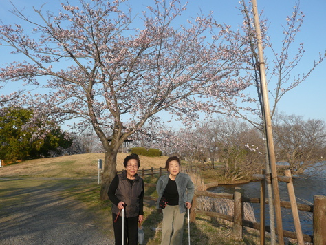 ２０１５年４月21日 茨城県土浦市乙戸公園桜　　その4_d0249595_17344071.jpg