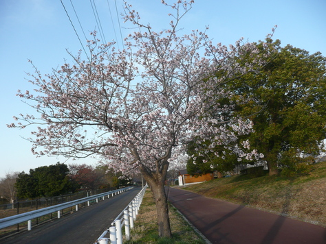 ２０１５年４月21日 茨城県土浦市乙戸公園桜　　その4_d0249595_17352558.jpg