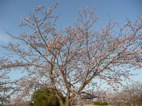 ２０１５年４月19日 茨城県土浦市乙戸公園桜　　その2_d0249595_7582736.jpg