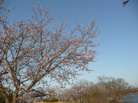 ２０１５年４月19日 茨城県土浦市乙戸公園桜　　その2_d0249595_7585481.jpg