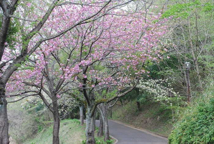 満開の八重桜_e0025300_1651622.jpg