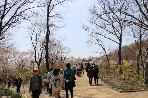 白石川堤「一目千本桜」＆船岡城址公園の桜・花園：４月１２日快晴＜清明・次候＞鴻雁北る・・・１７_c0075701_10332677.jpg