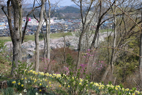 白石川堤「一目千本桜」＆船岡城址公園の桜・花園：４月１２日快晴＜清明・次候＞鴻雁北る・・・１７_c0075701_10334845.jpg