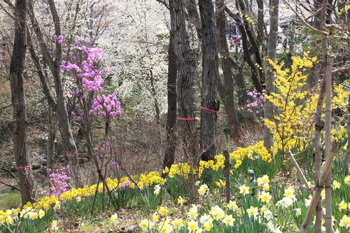 白石川堤「一目千本桜」＆船岡城址公園の桜・花園：４月１２日快晴＜清明・次候＞鴻雁北る・・・１７_c0075701_10351916.jpg