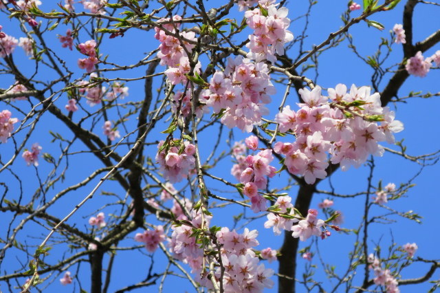 昼と夜の桜、ふたつの顔_a0214206_13203188.jpg