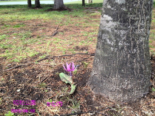 昭和公園のカタクリの花_a0337807_18084447.jpg