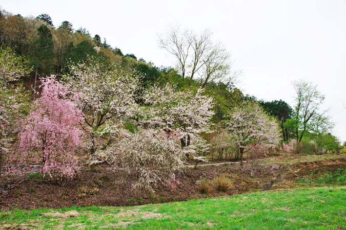 栃木の桃源境　大柿花山3_a0263109_1920205.jpg