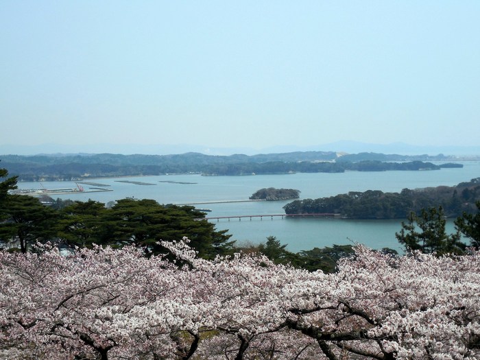 桜満開の西行戻しの松公園_d0116009_1444579.jpg