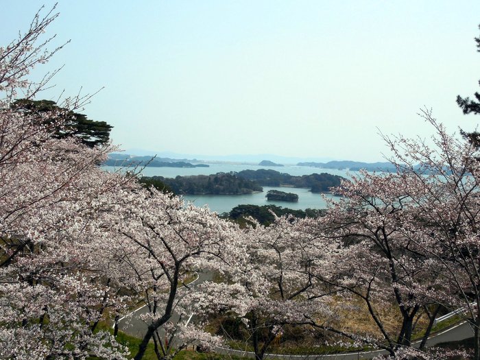 桜満開の西行戻しの松公園_d0116009_147754.jpg