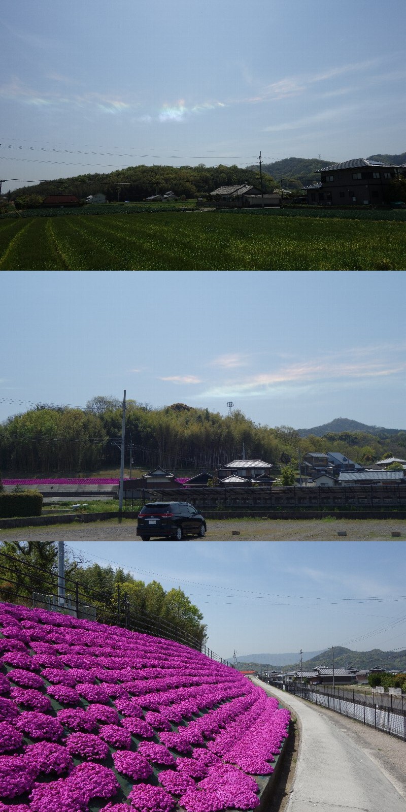 ４月１８日(sat)  晴れ ／ 芝桜.._a0059311_2152434.jpg