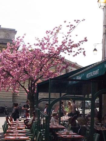 パリの桜　桜のブーケドマリエ　チラ見(^_-)-☆_b0151911_9473661.jpg
