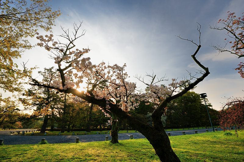 桜巡り・御所　里桜&紅枝垂れ_f0032011_19102876.jpg