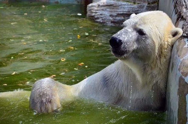 ロシア血統の謎 に迫る 1 ラスプーチン ゲルダ 血統番号23個体の三頭の謎を追う Polarbearology Conjectaneum ロシア血統の謎 に迫る 1 ラスプーチン ゲルダ 血統番号23個体の三頭の謎を追う Polarbearology Conjectaneum