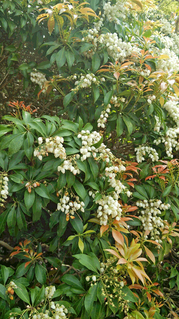 e0020214_11512965.gif
