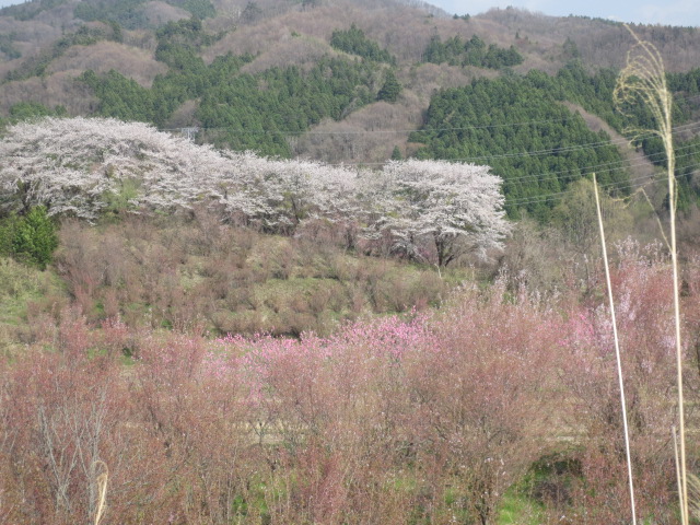 お花見二週目・・・郡山の花見山といわれるところは？・・_f0248616_23171565.jpg