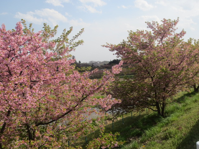 お花見二週目・・・郡山の花見山といわれるところは？・・_f0248616_23192639.jpg