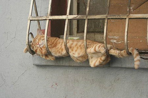 猫ストレッチ！柔軟な猫を見て体の力を抜こう！ : 癒し画像・動画