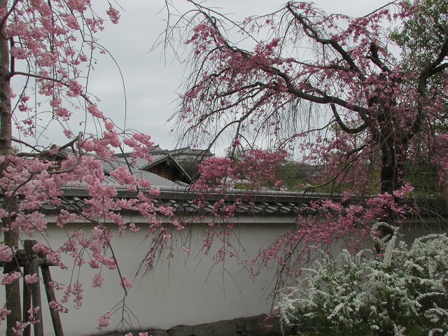 姫路城の好古園を散策 (その2)_e0321325_1732566.jpg