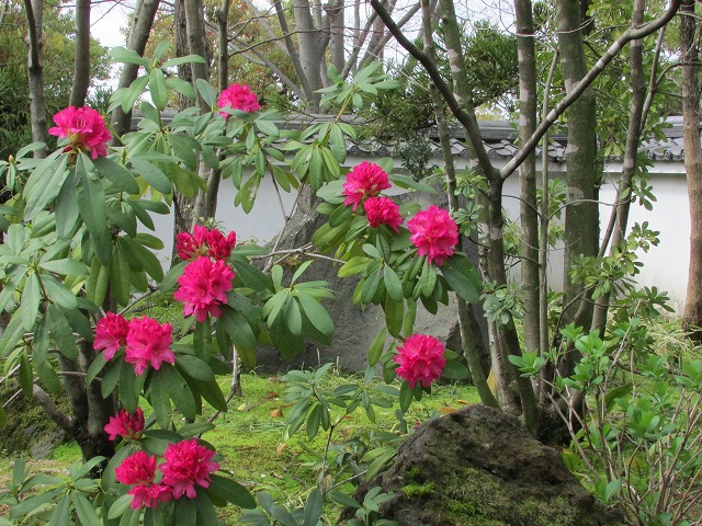 姫路城の好古園を散策 (その2)_e0321325_1775116.jpg