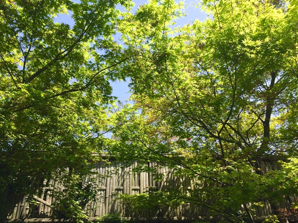 桜から新緑へ_a0197730_2015070.jpg